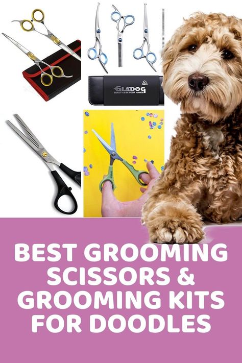 Best Grooming Scissors and Grooming Kits for Goldendoodle Cuts Diy Grooming Dogs, Aussiedoodle Grooming, Doodle Grooming, Labradoodle Grooming, Creative Dog Grooming, Dog Grooming Diy, Goldendoodle Grooming, Small Dog Accessories, Dog Grooming Tools