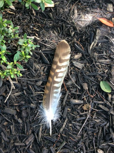 Peregrine falcon tail feather in front planter. No wonder all the birds have made themselves s race! Bird Feathers Aesthetic, Falconer Aesthetic, Falcon Feather Tattoo, Peregrine Falcon Aesthetic, Western Patches, Falcon Feather, Hawk Feather, Falcon Bird, Tattoo Arrow