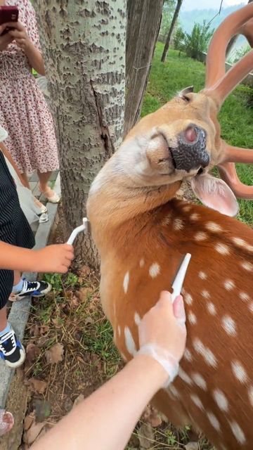 Sika Deer, Dalian, July 11, Weird Animals, Animal Memes, Animal Gifs, Funny Animal Videos, Animal Kingdom