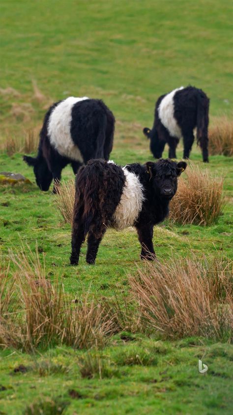 Belted Galloway Cows, Galloway Cattle, Belted Galloway, Scottish Animals, True Sight, Cutee Animals, Happy Cow, Farm Stuff, Moo Moo