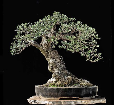 Olive Bonsai, Olive Tree Bonsai, Arbequina Olive Tree, Wild Olive, Page Photo, Bonsai Styles, Japanese Bonsai, Olea Europaea, Green Ocean