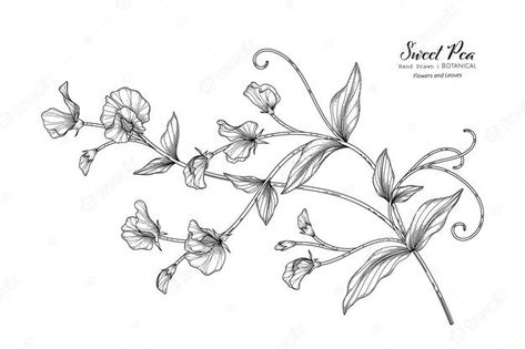 Sweetpea Flower Tattoo, Sweet Pea Tattoo, Sweet Pea Flower, Flower Tattoo Meanings, Flower Tattoo Drawings, Flower Wrist Tattoos, Sweet Pea Flowers, Flower Tattoo Shoulder, Vine Tattoos