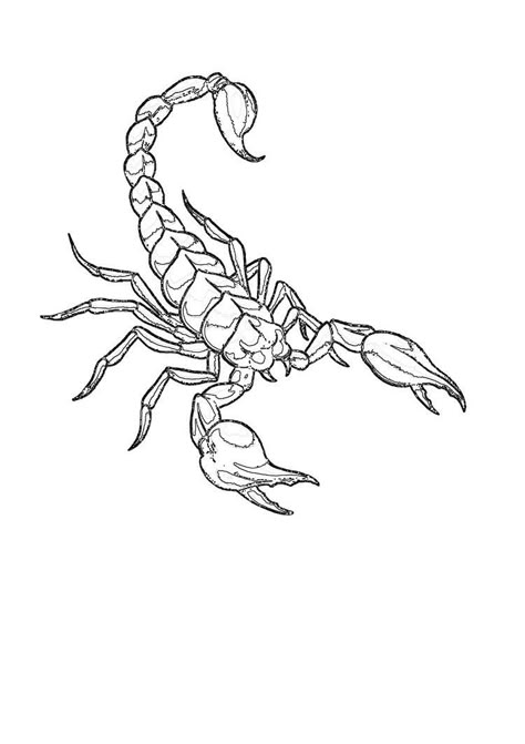 Scorpion Tattoo Drawing, Scorpion Tattoo Stencil, Scorpion Outline, Tattoo Ideas For Men Meaningful, Flash Tattoo Sleeve, Forearm Tattoo Ideas For Men, Scorpion Tattoo Design, Abstract Tattoo Ideas, Forearm Tattoo Ideas