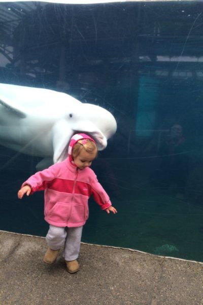 Beluga whale Funny Animal Quotes, 웃긴 사진, Animal Quotes, Funny Animal Pictures, 귀여운 동물, Animal Memes, Cute Funny Animals, Bones Funny, Funny Cute