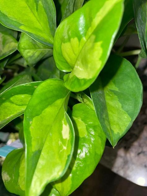 "Global Green" Pothos Plant - Light and dark green, shiny  heart shaped leaves Global Green Pothos, Pothos Plant Care, Heart Leaf Philodendron, Plant Care Guide, Air Cleaning Plants, Chinese Evergreen, Poisonous Plants, Pothos Plant, Plant Diseases