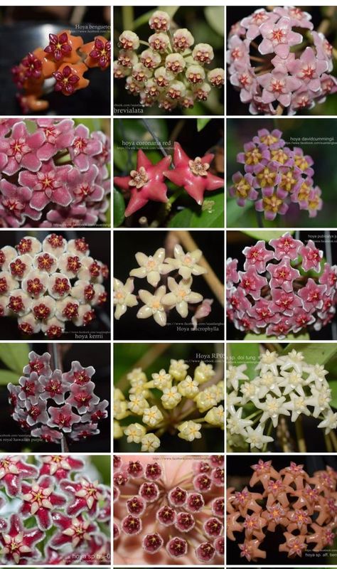 Hoya flowers | Hoya 🌼 🌸 | Facebook Hoya Plant Flowers, Hoya Flowers, Hoya Plant, Wax Plant, Flower Field, Body Painting, Drawing Reference, Warm Winter, Garden Ideas