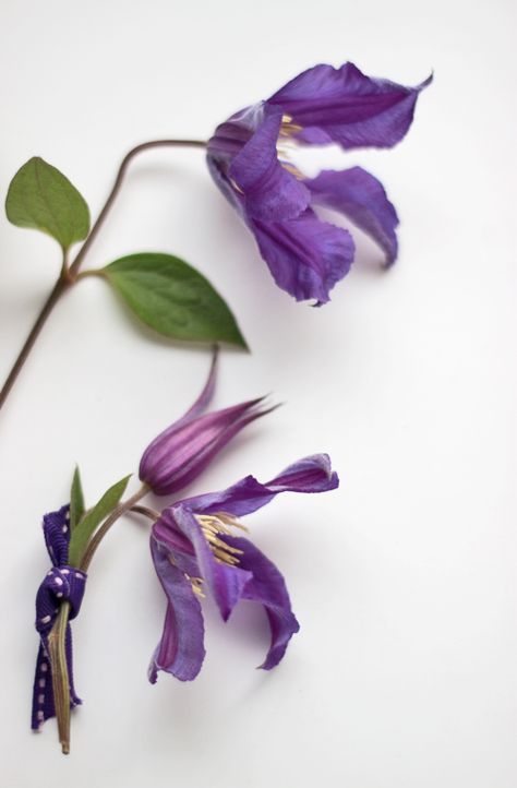 Wedderburn Castle, Flower Variety, Blue Clematis, Couples Inspiration, Purple Clematis, Small Purple Flowers, Flower Types, Hand Tied Bouquet, Red House