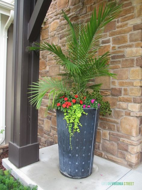 A large black porch planter filled with a palm tree, creeping jenny, impatiens, coleus and asparagus grass. #porchdecor #planters #summerplanters Front Porch Planter Ideas, Porch Planter Ideas, Porch Planter, Hydrangea Potted, Front Porch Planters, Summer Planter, Potted Palms, Porch Planters, Creeping Jenny