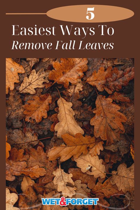 Are leaves covering your yard this fall? Check out the 5 easiest ways to remove leaves from your lawn this fall! Leaf Removal Hacks, Leaf Clean Up, Lawn Vacuum, Fall Leaves Background, Rock Yard, Lawn Vacuums, Yard Maintenance, Lawn Maintenance, Dry Leaf