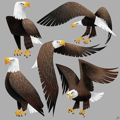 Bald Eagle Illustration, Eagle Illustration, Eagle Pose, Wild Animals Photos, Book Illustration Art, Character Sketch, Bird Feathers, Animal Illustration, Book Illustration