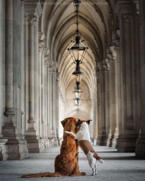 Dog Photography Creative, Urban Dog, Animal Hugs, Nova Scotia Duck Tolling Retriever, Thriller Novels, Dog Heaven, Dog Photoshoot, City Dog, Dog Books