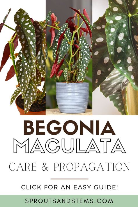 Begonia Maculata Wightii, Begonia Boliviensis Care, Polka Dot Begonia Propagation, Begonia Maculata Propagate, Begonia Polka Dot, Indoor Begonia House Plants, Begonia Plant Care, Spotted Begonia Care, Begonia Maculata Care