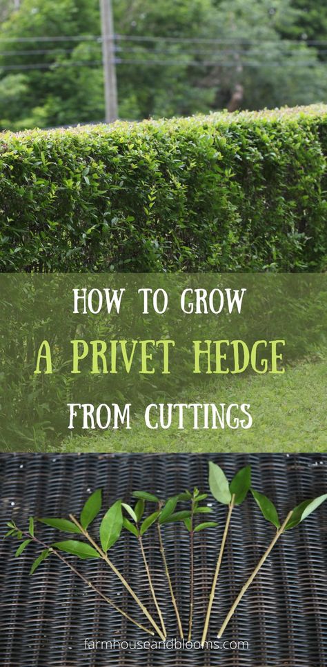 two pictures, one of a privet hedge and one of privet cuttings Grow From Cuttings, Hedges Landscaping, Privet Hedge, Hedge Trees, Garden Grid, Fast Growing Hedge, Box Hedging, Privacy Hedge, Boxwood Hedge