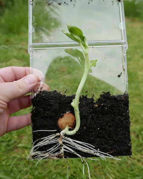 15 Seed science activity ideas – Childsplayabc ~ Nature is our playground Seed Science, The Tiny Seed, Sensory Garden, Plant Life Cycle, Natural Playground, Wildlife Gardening, Nature Play, Nature Conservation, Grass Seed