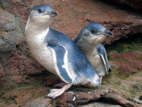 Extinct Volcano, Types Of Penguins, Penguin Images, Ocean Aquarium, Blue Penguin, Sea Kayak, Penguin Art, Nature Sea, Kayak Tours