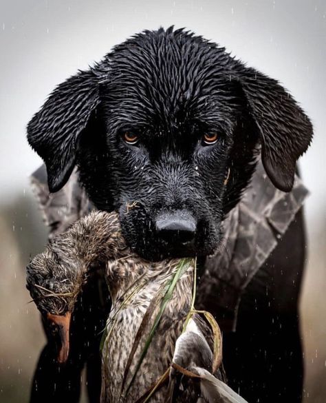 Duck Hunting Dogs, Rottweiler Pictures, Hunting Photography, Bobwhite Quail, Hunting Pictures, The Gentleman, Hunting Gifts, Game Birds, Pretty Dogs