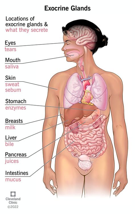 Exocrine Glands: Function, Examples & Types Endocrine System Drawing, Exocrine System, Exocrine Gland, Endocrine Glands, Biology Diagrams, Back Acne Remedies, Basic Anatomy, Human Biology, Yoga Information