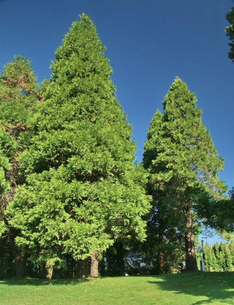 https://flic.kr/p/24AN82B | Calocedrus decurrens-02 | Vandusen Botanical Garden, Vancouver, B.C. Vandusen Botanical Garden Vancouver, Botanical Garden, Botanical Gardens, Vancouver, Trees, Plants