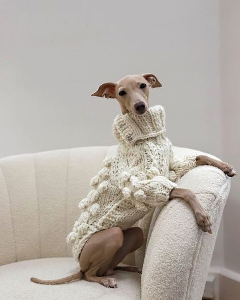 Dog Wearing Clothes, Best Vibes, Italian Greyhound Dog, Cosy Vibes, Whippet Dog, Dog Branding, Grey Hound Dog, Dog Blog, Italian Greyhound