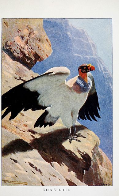 King Vulture, History Illustration, Vintage Birds, Wild Life, Vintage Artwork, World Art, Wildlife Art, Antique Prints, Nature Prints