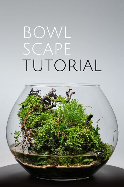 Terrarium Lighting, Moss Types, Moss Garden Terrarium, Terrarium Layers, Moss Terrarium Ideas, Indoor Moss Garden, Terrarium Setup, Terrarium Tutorial, Glass Bowl Terrarium