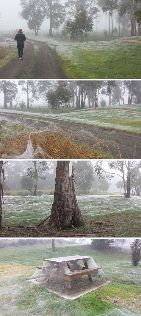 Spider Frost. Rural Victoria, Australia Spiders In Australia, Dangerous Spiders, Meanwhile In Australia, Australia Pictures, Saltwater Crocodile, Bull Shark, Scary Animals, Australia Animals, Australian Animals