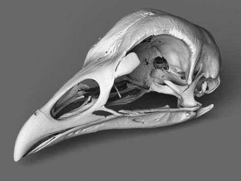 Chicken Skull HighRes | 3D Printing Shop | i.materialise Chicken Reference, Chicken Skull, Bone Collecting, Animal Skull Drawing, Halloween Flash, 3d Printing Art, Animal Skull, Animal Anatomy, Baba Yaga