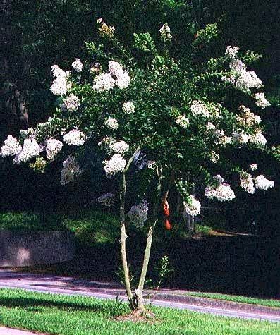 white crepe myrtle varieties | ... crape myrtle is commonly spelled many different ways crepe myrtle with White Crepe Myrtle, Front Yard Planters, Crepe Myrtle Trees, Townhouse Garden, Myrtle Tree, Crepe Myrtle, Corner Garden, Crape Myrtle, Greyish Brown