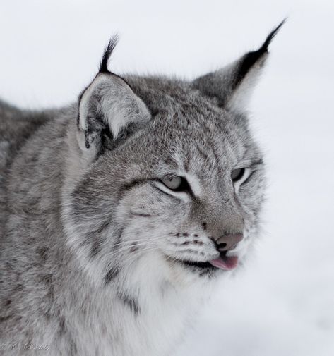 High Key Lynx portrait | Where I took my wolf and lynx pictu… | Flickr Lynx Aesthetic, Lynx Cat, Iberian Lynx, Lynx Lynx, Mask Ideas, High Key, Lynx, Big Cats, Spirit Animal