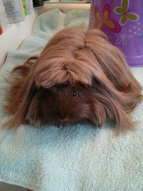 Peruvian Guinea Pig, Rabbit House, Baby Pigs, Cute Pigs, Little Pigs, Happy Animals, Guinea Pig, Guinea Pigs, So Cute