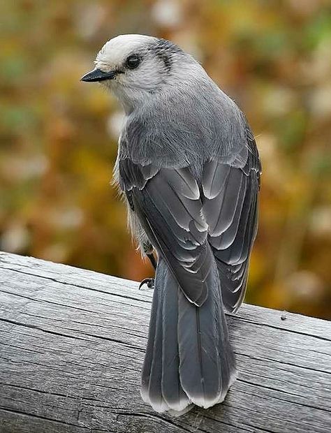 Gray Jay Bird, Canada Jay, Gray Jay, Jay Bird, Siberian Tiger, Nightingale, Amazing Animals, Bird Drawings, Pretty Birds