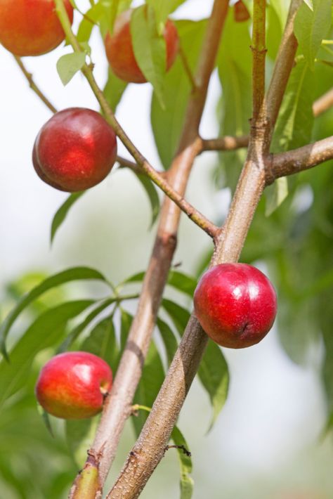 7 Tactics To Grow Nectarines From Seed Nectarine Tree, Growing Fruit, Nectarine, Mulch, How To Grow, Sprouts, To Grow, Soil, Seeds