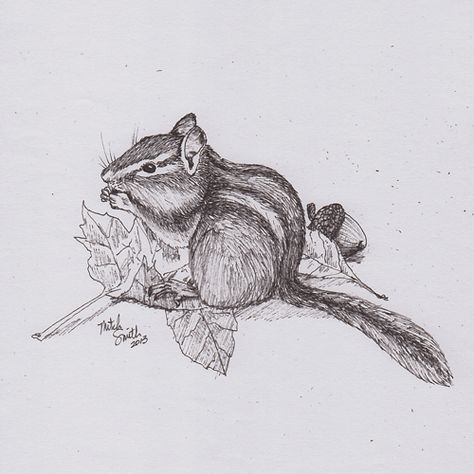 Eastern Chipmunk illustration in pen and ink. Chipmunk Doodle, Chipmunk Drawing Easy, Chipmunk Drawing, Chipmunk Tattoo Ideas, Chipmunk Illustration, Chipmunk Sketch, Chipmunk Painting, Log Drawing, Drawing Examples