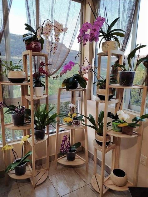 Orchid Wall Painting, Orchid Stand Indoor, Plant Collection Display, Orchid Stand Ideas, Orchid Balcony, Orchid Display Ideas, Plant Stand Decor, Vertikal Garden, Indoor Orchids