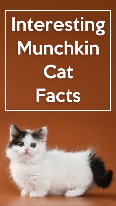 Munchkin cats are one of the strangest-looking cat breeds, perhaps due to their unique short legs. This corgi-like shape, munchkin cat breed have captured the hearts of many cat lovers across the nations, and have probably caused a lot of controversy in the cat world. They are considered as the “corgis” of the feline world. #Catastic #Munchkin #cat Cat With Short Legs Munchkin, Moggy Cat, Napoleon Cat, Short Legged Cats, Munchkin Cats, Cat Laser Toy, Munchkin Kitten, Cat World, Pregnant Cat