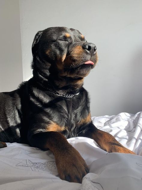 Rottweiler Scary, Rotwiller Dogs Aesthetic, Rottweiler Aesthetic, Baby Rottweiler, Rottweiler Love, Scary Dogs, Dream Dog, Very Cute Dogs, Really Cute Dogs