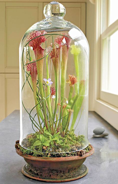 An old-fashioned dome makes a perfect container for tall plants. This group of insectivorous plants—'Scarlet Belle' pitcher plant, purple-blooming Mexican butterwort and Venus fly trap—grows in sphagnum moss. The raised dome allows insects to enter. Insectivorous Plant, Beautiful Terrariums, Pitcher Plant, Garden Terrarium, Indoor Gardens, Unusual Plants, Terraria, Terrarium Plants, The Bell Jar