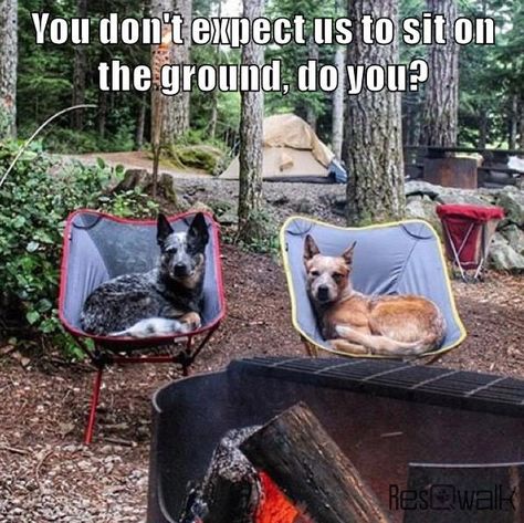 In our camp, these are the Guardians!!! They bring their own chairs. Australian Cattle Dogs, Blue Heeler, Australian Cattle Dog, Basset Hound, Cattle Dog, Funny Animal Pictures, Dog Memes, Animal Memes, Border Collie