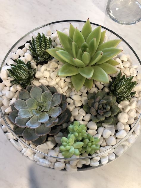 Terrarium Plant, Outdoor Space Design, Rock Garden Design, Art Decor Diy, Garden Terrarium, Terrarium Plants, Terraria, Succulent Arrangements, Succulents Diy