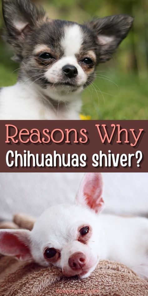 Chiwawa Chihuahuas, Chihuahua Facts, Behavior Tips, Chihuahua Owner, Dog Shaking, Dog Remedies, Cute Chihuahua, Chihuahua Love, Dog Info