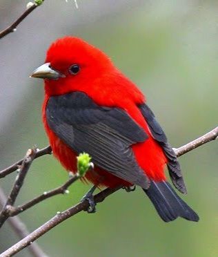 Black Wing Red Bird Scarlet Tanager, Kinds Of Birds, Birds And Butterflies, Nature Birds, Bird Pictures, All Birds, Exotic Birds, Pretty Birds, Bird Photo