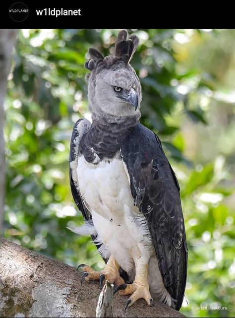 Harpy Eagle 🦅 Beauty 😍 - Follow @w1ldplanet for more - Photography:@keithfreeburn - #harpyeagle #eagles #hunter #birds #beauty #eagle #wildlife #w1ldplanet #wild #nature Harpy Eagle, Amazing Animal Pictures, Eagle Pictures, Big Bird, Birds Of Prey, 귀여운 동물, Love Birds, Eagles, Bird Feathers