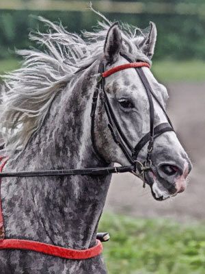 Workin' it. Dappled Grey Orlov Trotter-horse Orlov Trotter, حصان عربي, Horse Beautiful, Riding Clothes, Draft Horse, Horse Riding Clothes, Most Beautiful Animals, Majestic Horse, Horses And Dogs