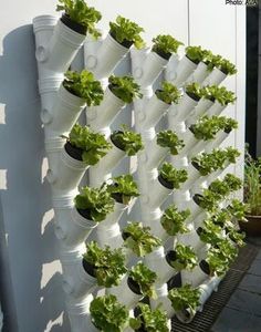 PVC pipes for growing veggies and herbs - http://www.soshiok.com/article/18657 An idea from Singapore AVA Collect the rainwater and self irrigate ... Awesome Vertical Vegetable Gardens, Vertical Garden Design, Vertical Vegetable Garden, نباتات منزلية, Vertical Garden Wall, Vertical Herb Garden, Vertical Garden Diy, Plants Growing, Walled Garden