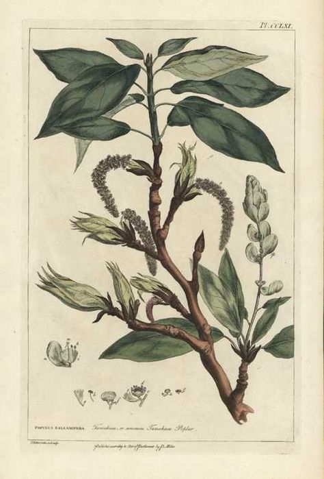 Pulmaria Plant, Blumea Balsamifera, Botanical Vasculum, Bacillus Thuringiensis, Passionflower Botanical Illustration, Poplar Tree, Private Garden, Medicinal Plants, Antique Prints