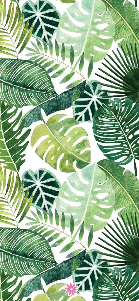 Tropical Leaves Wallpaper Iphone, Monstera Plant Wallpaper Iphone, Cute Wallpapers Plants, Cute Plant Wallpaper Iphone, Monstera Iphone Wallpaper, Phone Backgrounds Plants, Tropical Iphone Background, Monstera Phone Wallpaper, Tropical Wallpaper Ipad