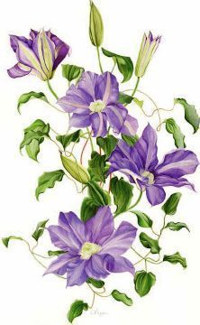 Clematis Flower, Png Floral, Cat Air, Watercolor Flowers Paintings, Botanical Painting, Botanical Watercolor, Floral Prints Art, Botanical Drawings, Arte Floral