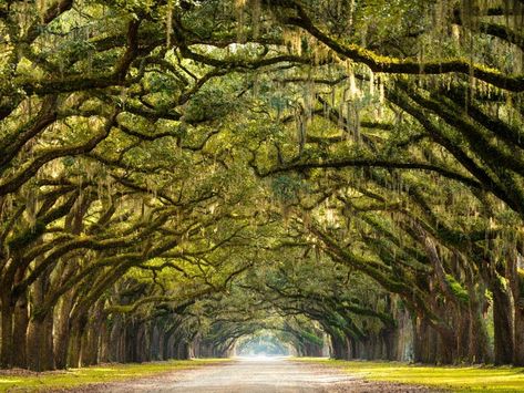 5 Best Instagram Spots In GA Have Graffiti, Fountain, Fish, Tree Arch | Patch Visit Savannah, Live Oak Trees, Image Nature, American Road Trip, Spanish Moss, Savannah Ga, Arte Fantasy, Beautiful Tree, Lonely Planet