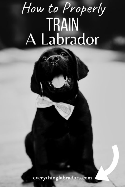 Before beginning any guard dog training, it is always a good idea to seek professional training. Properly training your dog will reap major benefits in the long run, so it is important to follow a structured program. As is the case with anything, it is best to start with basic training and slowly advance from there. labrador training- labrador training tips.#labrador #labradortrain Labrador Retriever Training Tips, Lab Puppy Training Tips, Training A Lab Puppy, Lab Puppy Training, Guard Dog Training, Labrador Training, Lab Training, Labrador Retriever Training, Aggressive Dogs