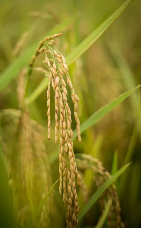 6 Things You Probably Didn’t Know About Rice | Kitchn Agriculture Pictures, Growing Rice, Padi Sawah, Agriculture Photography, Rice Plant, Tattoo Plant, Background Food, Yellow Rice, Rice Grain